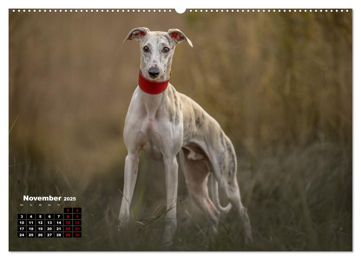 Bild: 9783383973673 | WHIPPETS - SCHNELL UND SCHÖN (Wandkalender 2025 DIN A2 quer),...