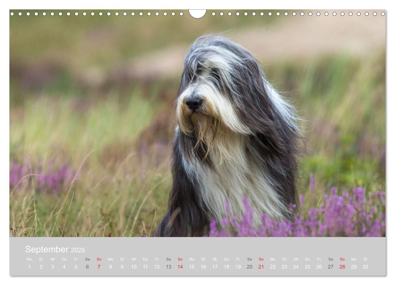 Bild: 9783435426904 | BEARDED COLLIES 2025 (Wandkalender 2025 DIN A3 quer), CALVENDO...