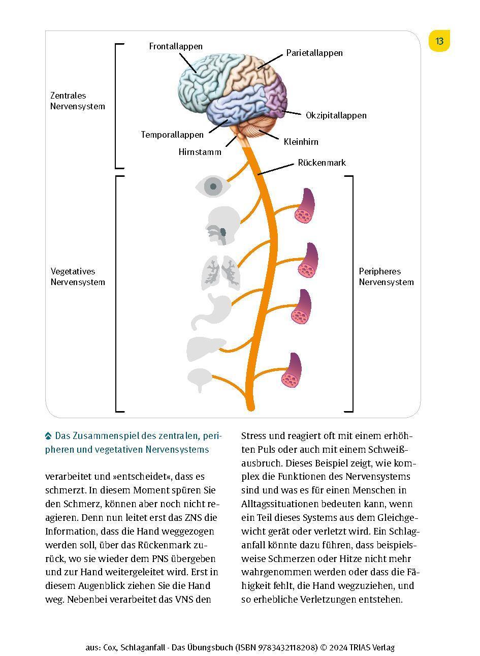 Bild: 9783432118208 | Schlaganfall - Das Übungsbuch | Cornelia Cox | Taschenbuch | 128 S.