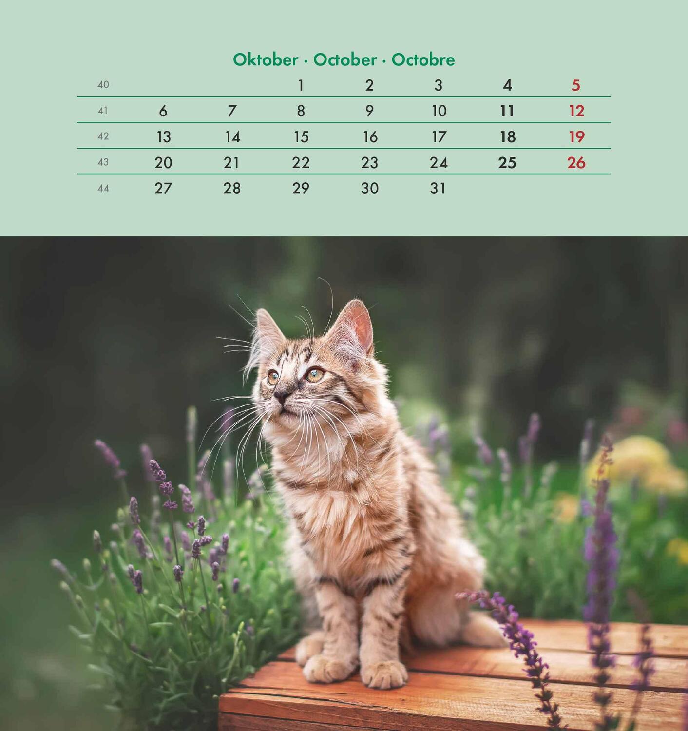 Bild: 4251732342296 | Schmusekatzen 2025 - Postkartenkalender 16x17 cm - Katzen - zum...