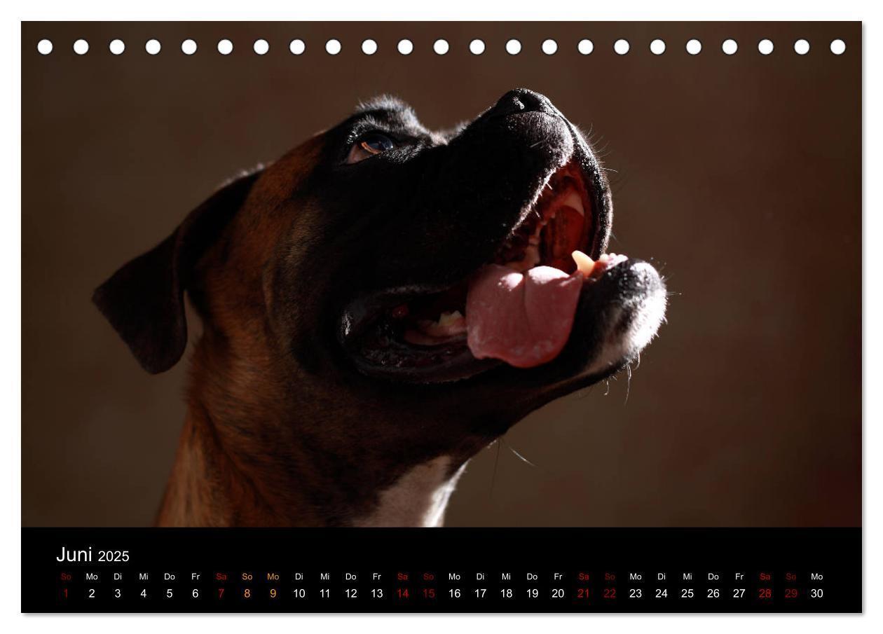 Bild: 9783435435494 | Liebenswerte Boxer (Tischkalender 2025 DIN A5 quer), CALVENDO...