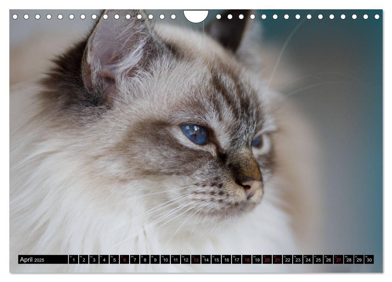 Bild: 9783435758500 | Heilige Birma Katzenkalender (Wandkalender 2025 DIN A4 quer),...