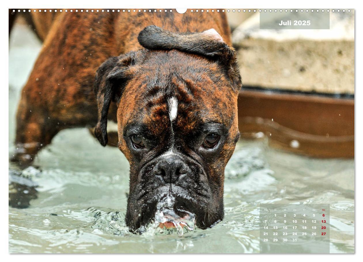 Bild: 9783435179039 | Einmal Boxer - immer Boxer (Wandkalender 2025 DIN A2 quer),...