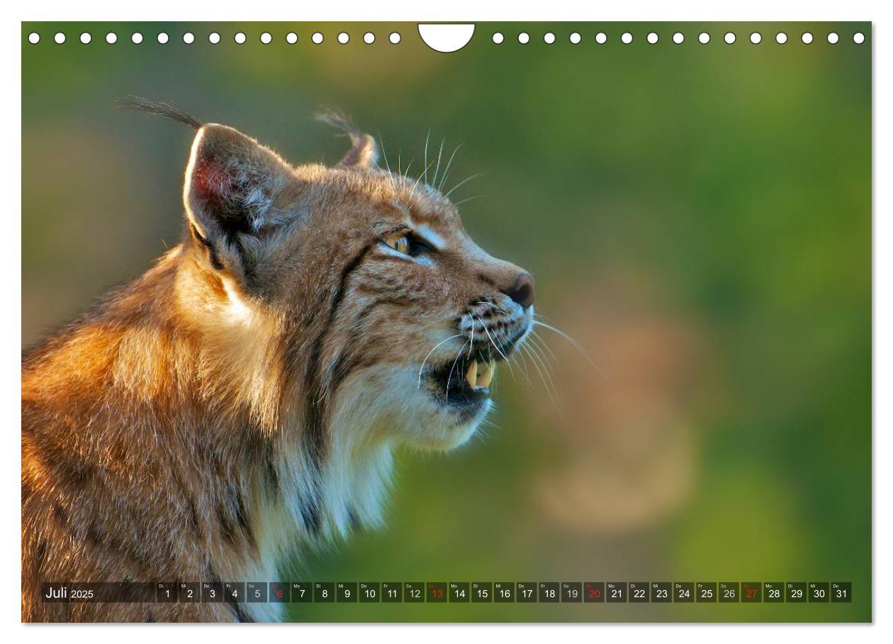 Bild: 9783435690213 | Der Luchs - Dem Pinselohr auf der Spur (Wandkalender 2025 DIN A4...