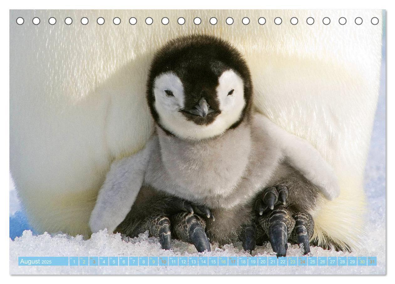 Bild: 9783457198018 | Pinguine: Gehupft wie gesprungen (Tischkalender 2025 DIN A5 quer),...