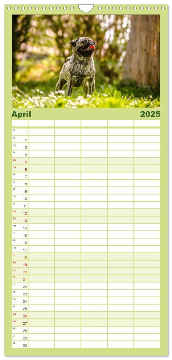 Bild: 9783457112281 | Familienplaner 2025 - Möpse mit 5 Spalten (Wandkalender, 21 x 45...