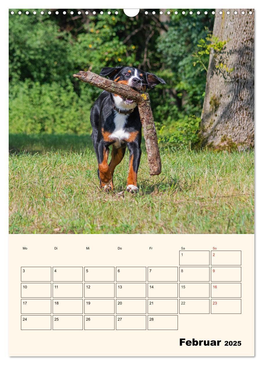 Bild: 9783435936571 | Appenzeller Sennenhund - Mit Plan durch das Jahr (Wandkalender 2025...