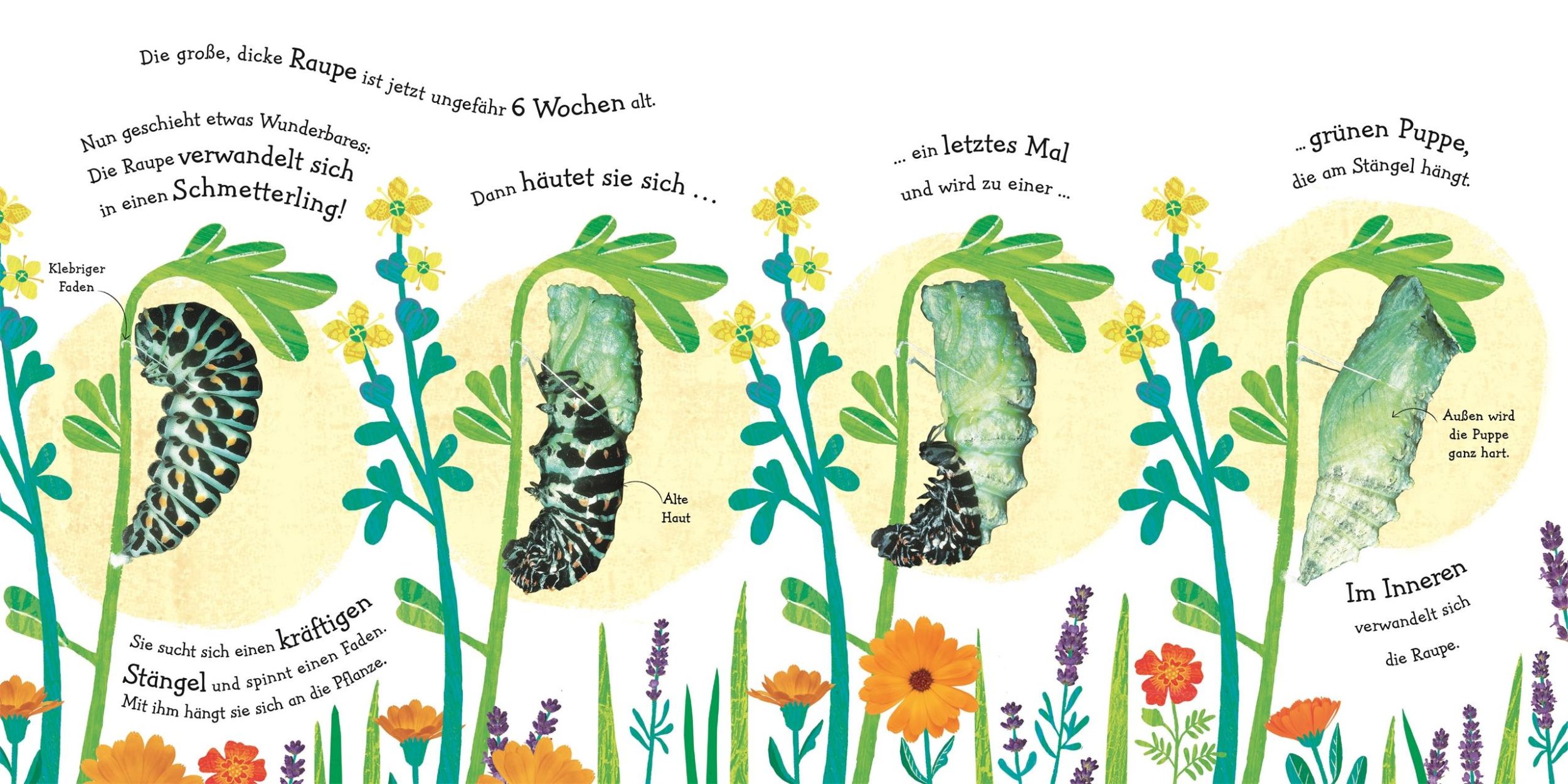 Bild: 9783831036998 | Wie wird die Raupe zum Schmetterling? | DK Verlag - Kids | Buch | 2019