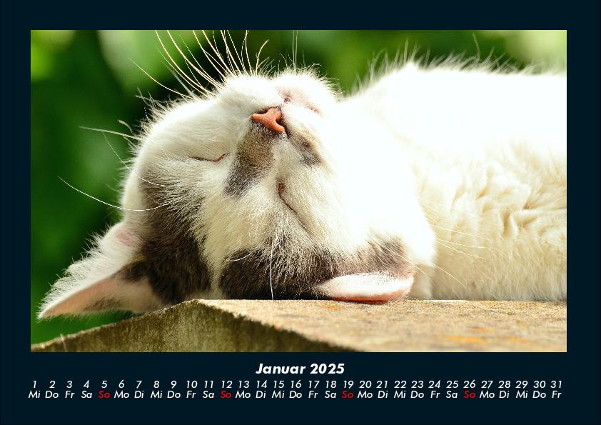 Bild: 9783755970750 | Für Katzenfreunde 2025 Fotokalender DIN A4 | Tobias Becker | Kalender