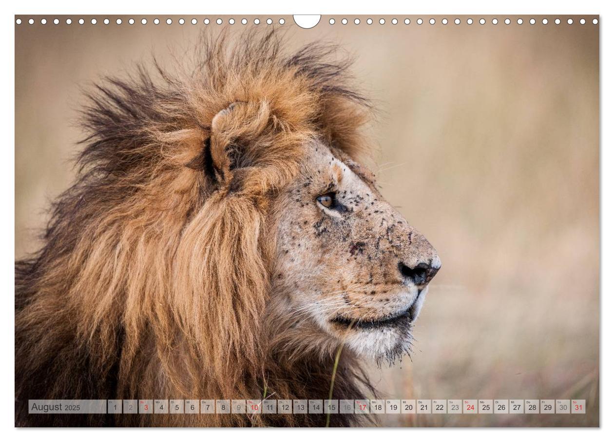 Bild: 9783435740161 | Emotionale Momente: Afrikas Big Five (Wandkalender 2025 DIN A3...