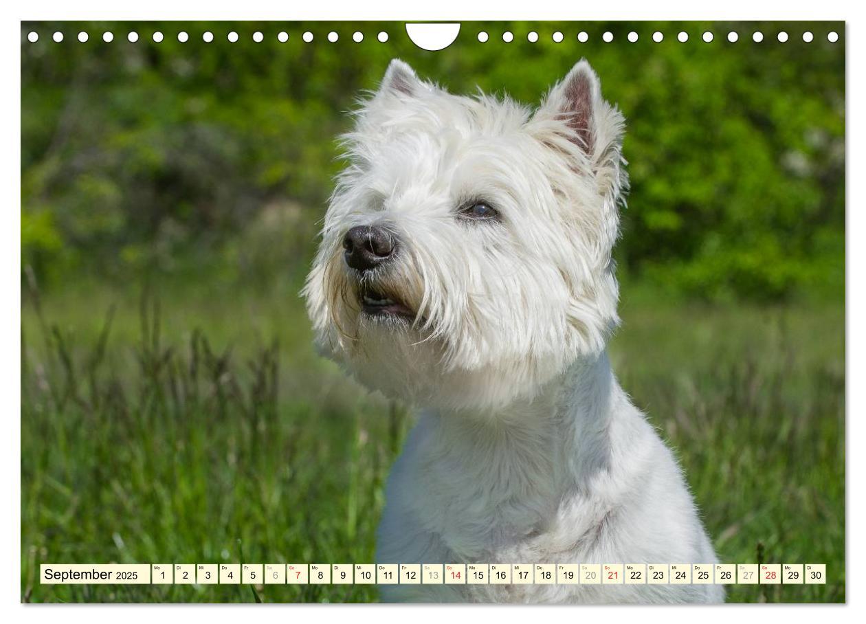 Bild: 9783435463060 | Kobold auf 4 Pfoten - West Highland White Terrier (Wandkalender...