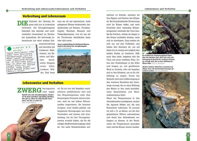 Bild: 9783937285979 | Die Zwergbartagame | Pogona Henrylawsoni | Martin Dieckmann | Buch