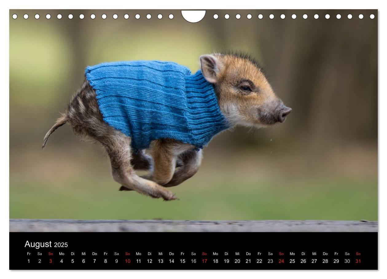 Bild: 9783435537358 | Kleine Schweinereien (Wandkalender 2025 DIN A4 quer), CALVENDO...