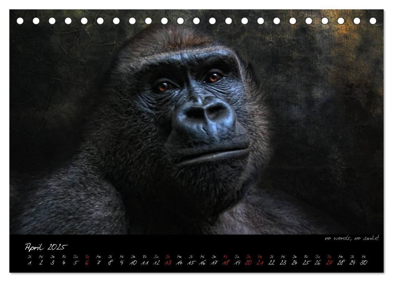 Bild: 9783435726028 | Gorilla (Tischkalender 2025 DIN A5 quer), CALVENDO Monatskalender