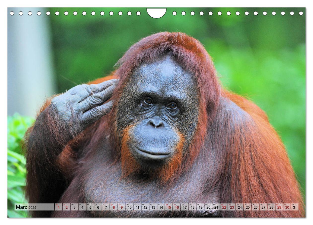 Bild: 9783435228133 | Orang Utans: Zu Besuch im Regenwald (Wandkalender 2025 DIN A4...