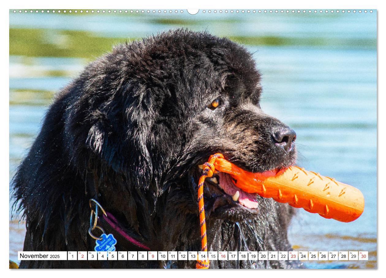 Bild: 9783435305650 | Neufundländer - Das Wasser ist ihr Element (Wandkalender 2025 DIN...