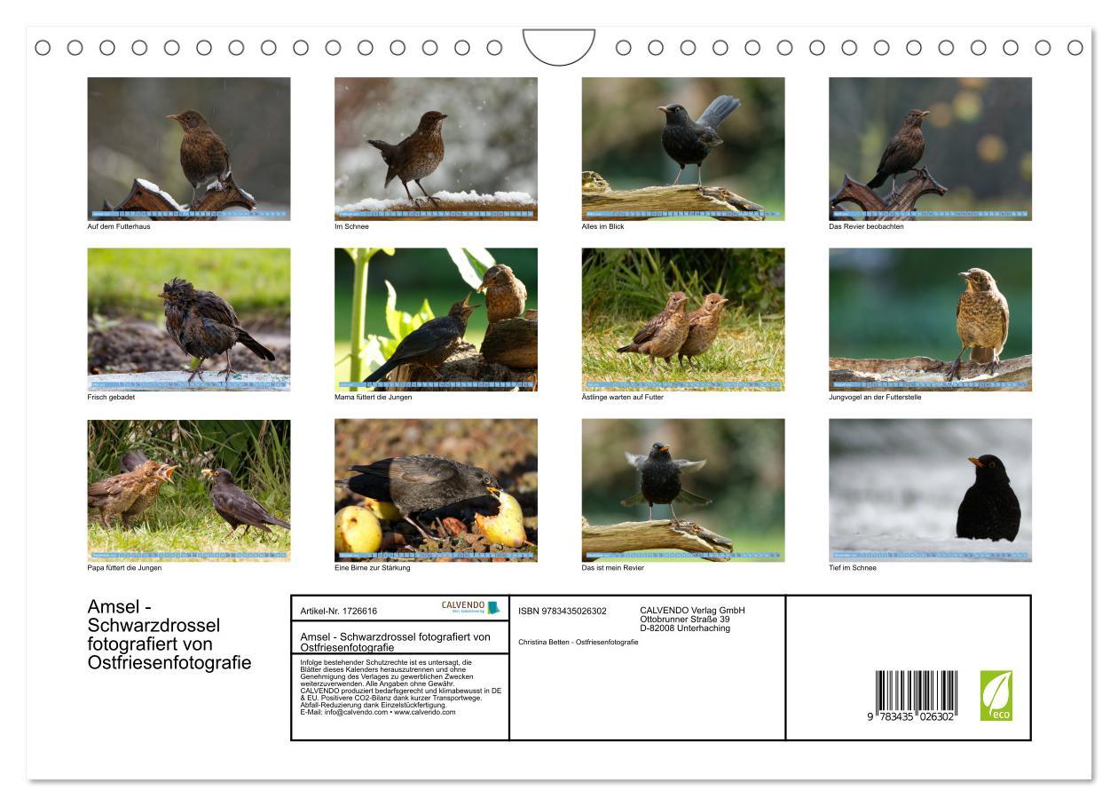 Bild: 9783435026302 | Amsel - Schwarzdrossel fotografiert von Ostfriesenfotografie...