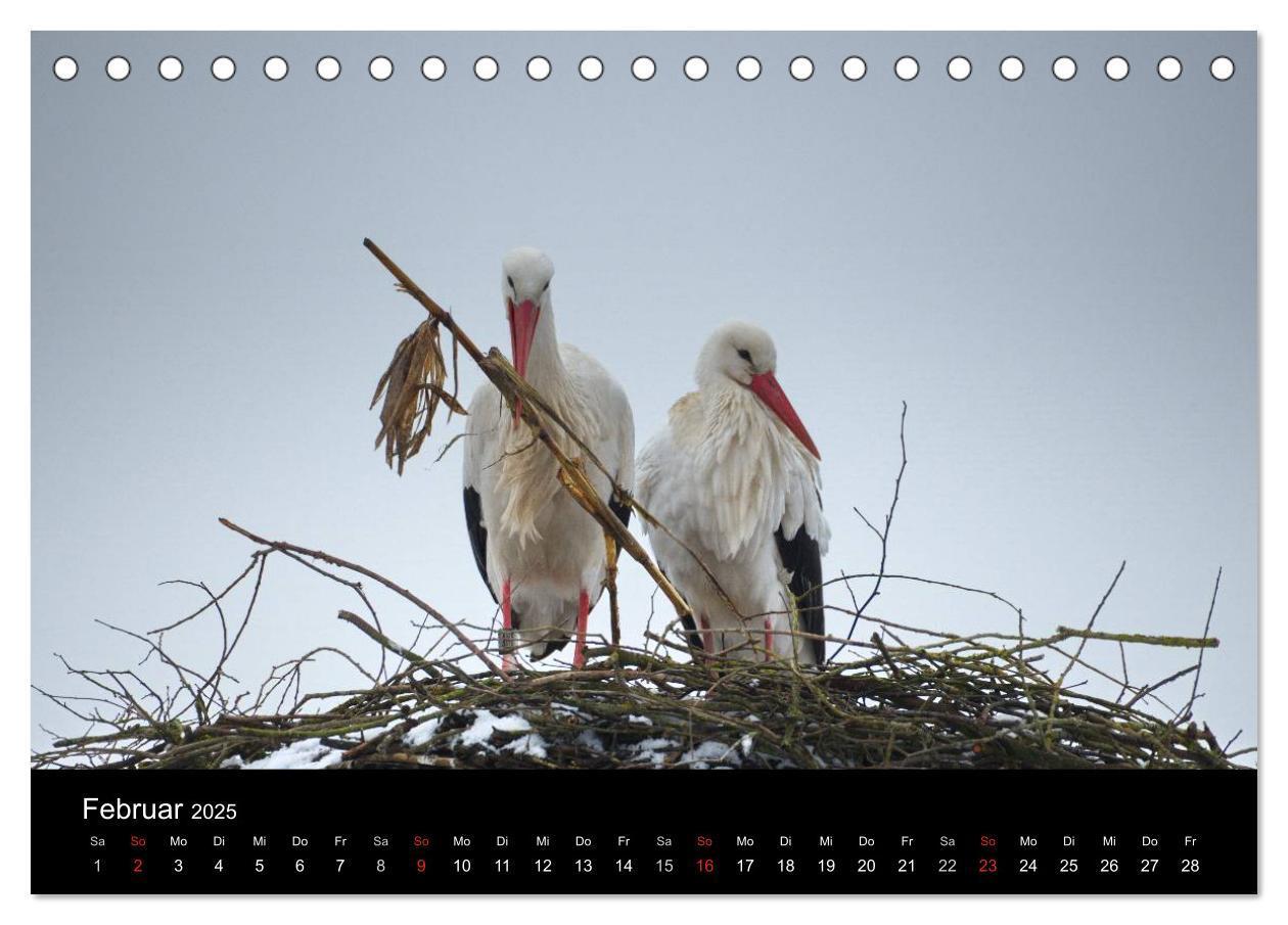 Bild: 9783435526529 | Ein Jahr bei den Störchen (Tischkalender 2025 DIN A5 quer),...