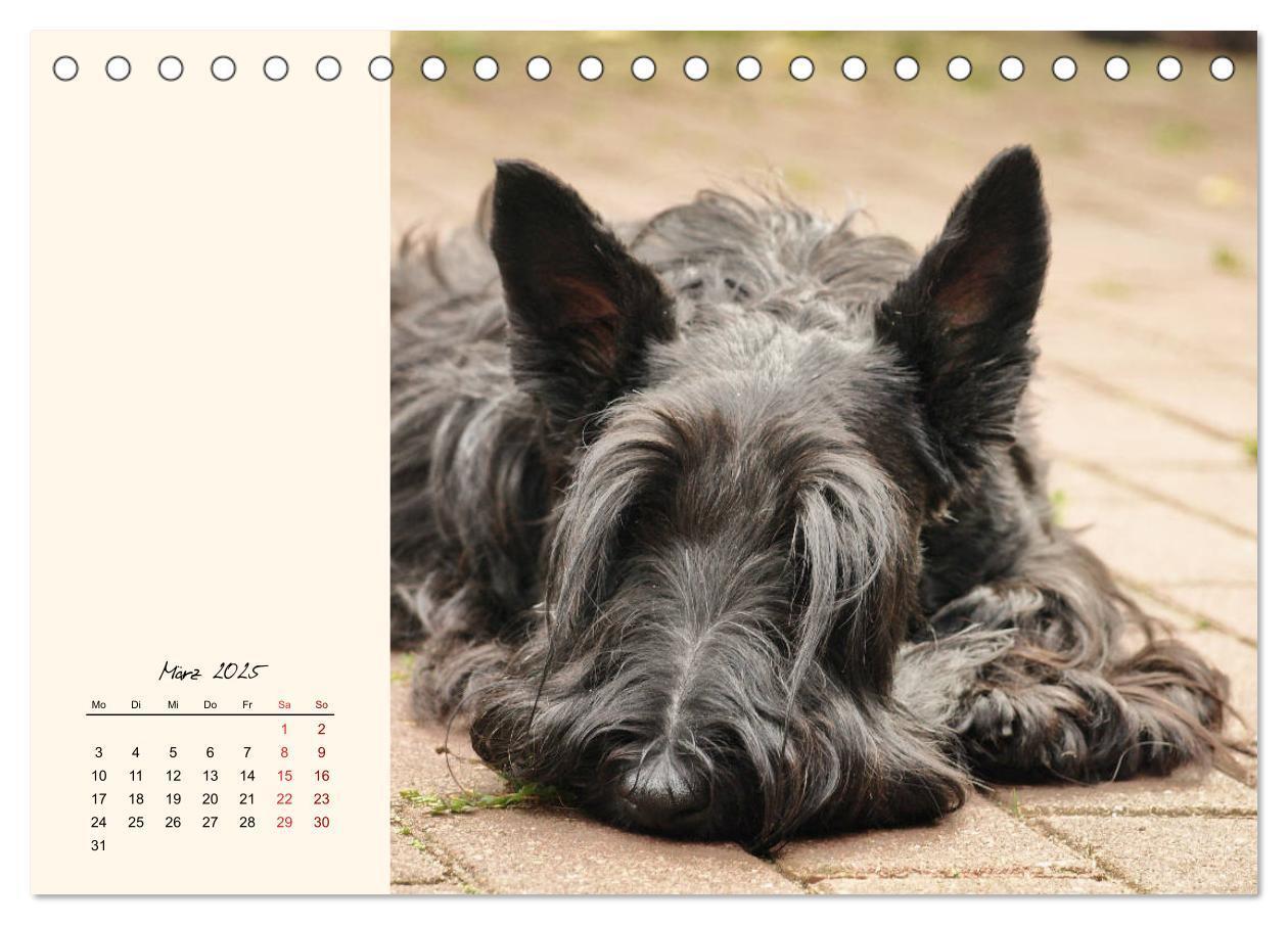 Bild: 9783435339372 | Scottish Terrier - Charmantes Rauhbein (Tischkalender 2025 DIN A5...