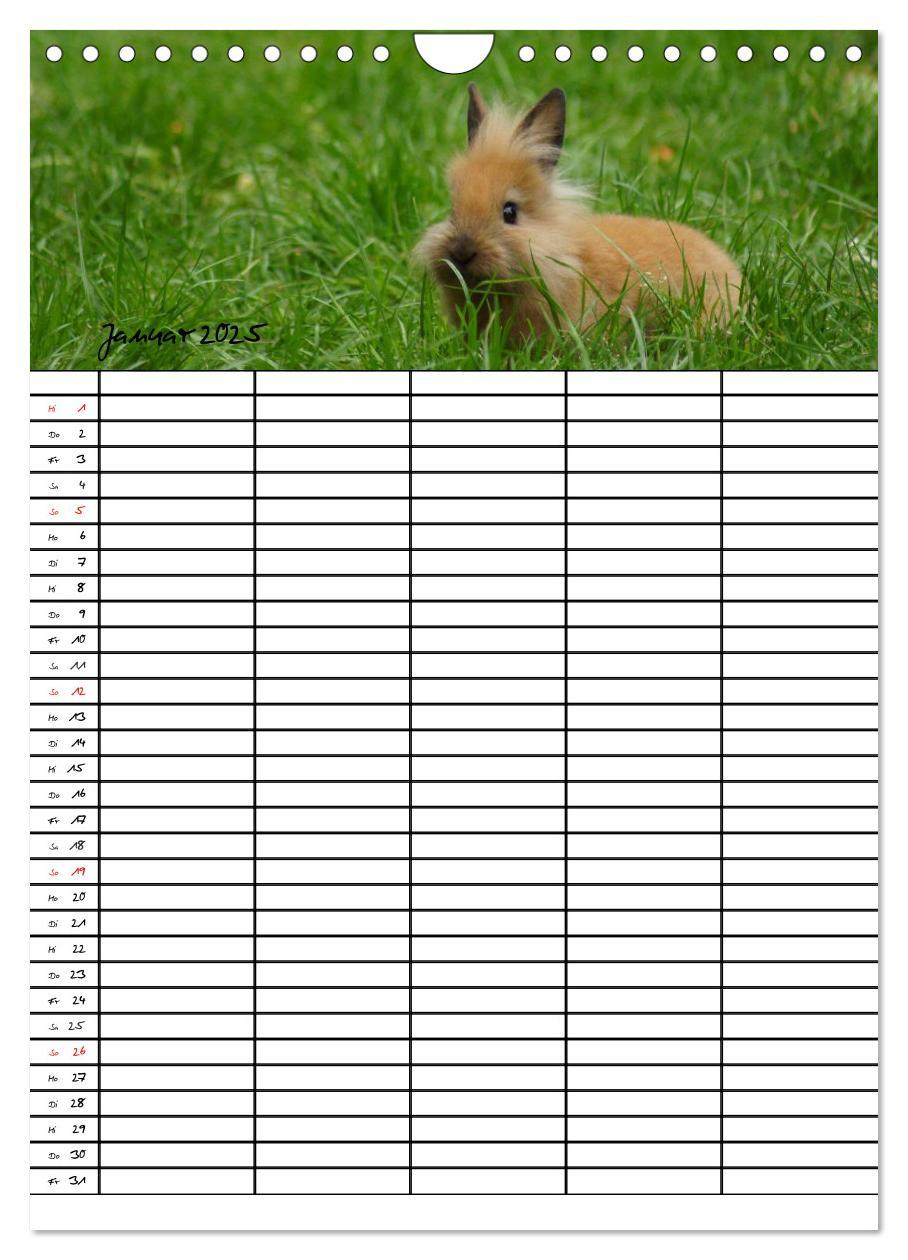 Bild: 9783457026205 | Meerschweinchen und Kaninchen Familienplaner (Wandkalender 2025 DIN...