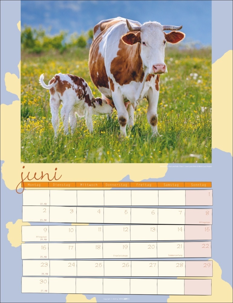 Bild: 9783839900734 | Kuh Kalender 2025 | Marie-Luce Hubert (u. a.) | Kalender | 14 S.