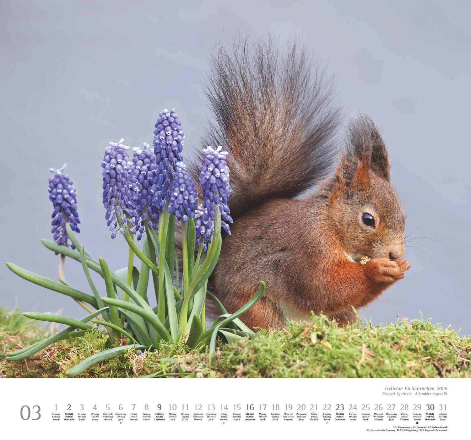 Bild: 4250809652696 | Geliebte Eichhörnchen 2025 - DUMONT Wandkalender - mit den...