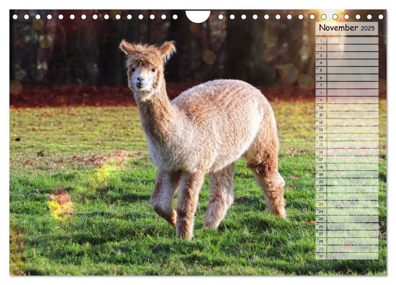 Bild: 9783383983924 | Alpaka, coole Typen mit wilden Frisuren (Wandkalender 2025 DIN A4...