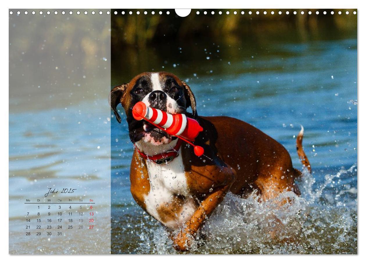 Bild: 9783435822980 | Deutscher Boxer 2025 (Wandkalender 2025 DIN A3 quer), CALVENDO...