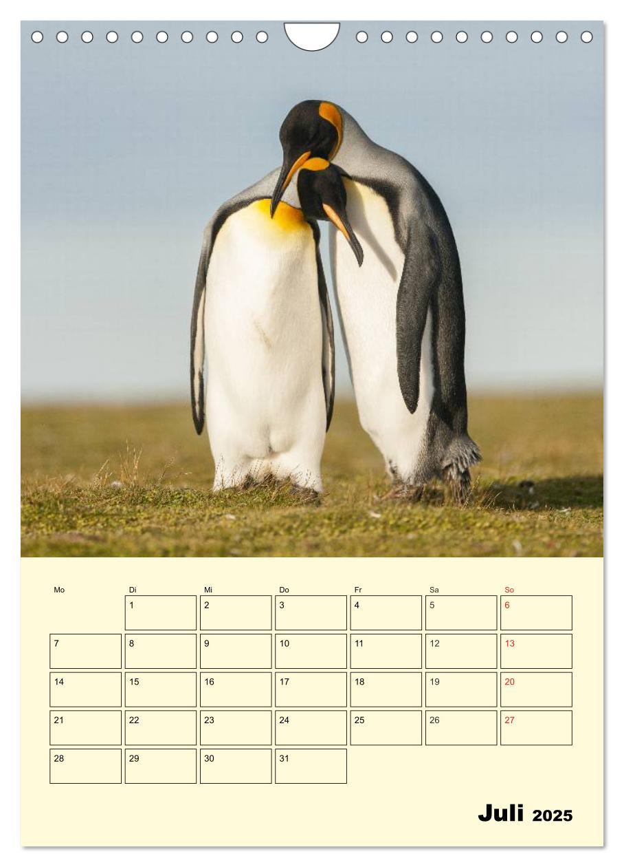 Bild: 9783457018637 | Pinguine. Wackeln im Thermo-Frack (Wandkalender 2025 DIN A4 hoch),...