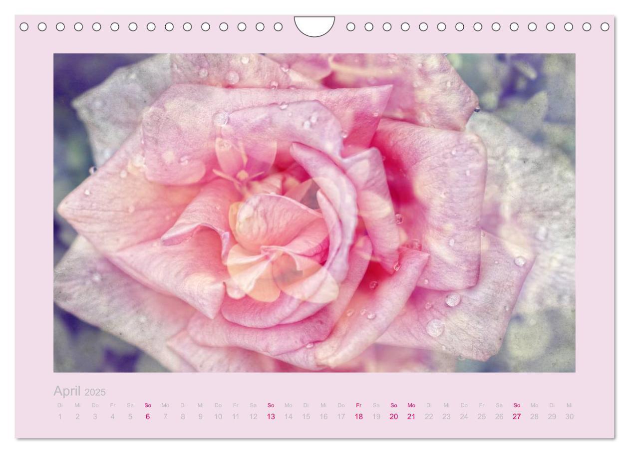 Bild: 9783435737475 | Romantische Rosen (Wandkalender 2025 DIN A4 quer), CALVENDO...