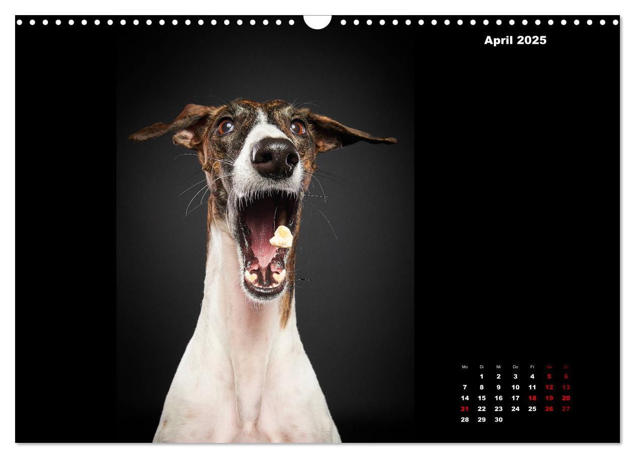 Bild: 9783435228522 | Die Stimme der Windhunde (Wandkalender 2025 DIN A3 quer), CALVENDO...