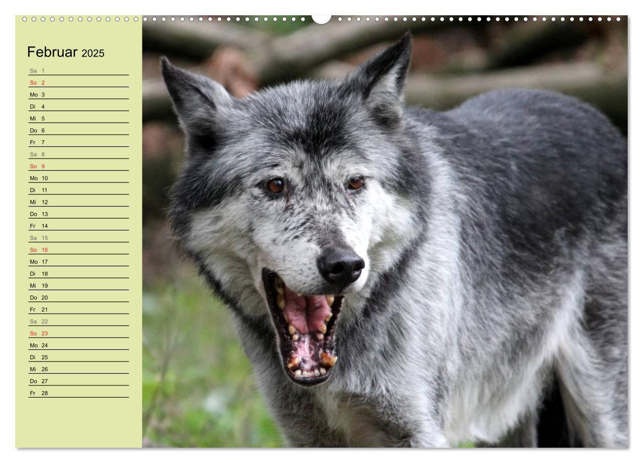 Bild: 9783435471409 | Im Rudel Zuhause - Der Wolf (hochwertiger Premium Wandkalender 2025...