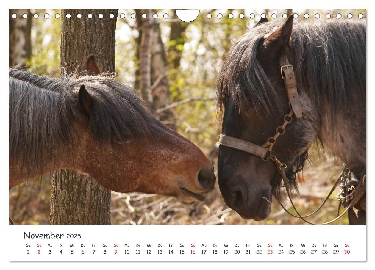 Bild: 9783435512775 | Kaltblut - schwere Pferde mit Herz (Wandkalender 2025 DIN A4 quer),...