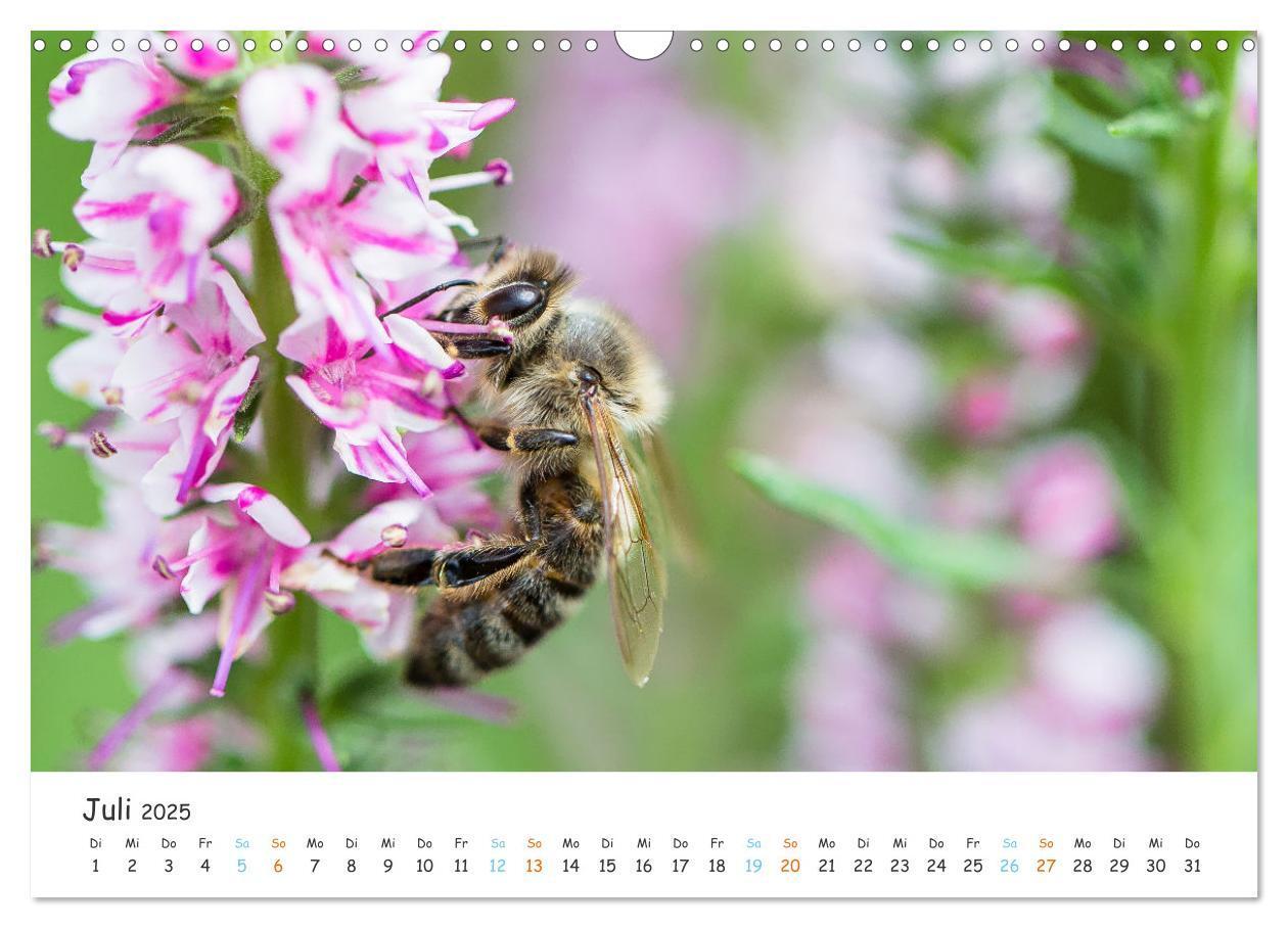 Bild: 9783435051809 | Bee Beautiful - Die phantastische Welt der Bienen (Wandkalender...