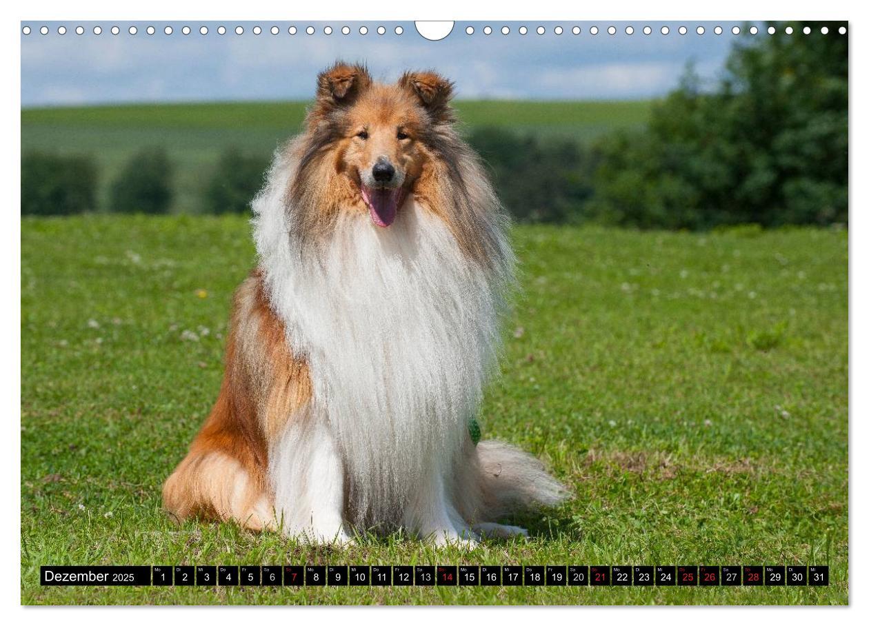 Bild: 9783435568956 | Collie - Mein bester Freund (Wandkalender 2025 DIN A3 quer),...