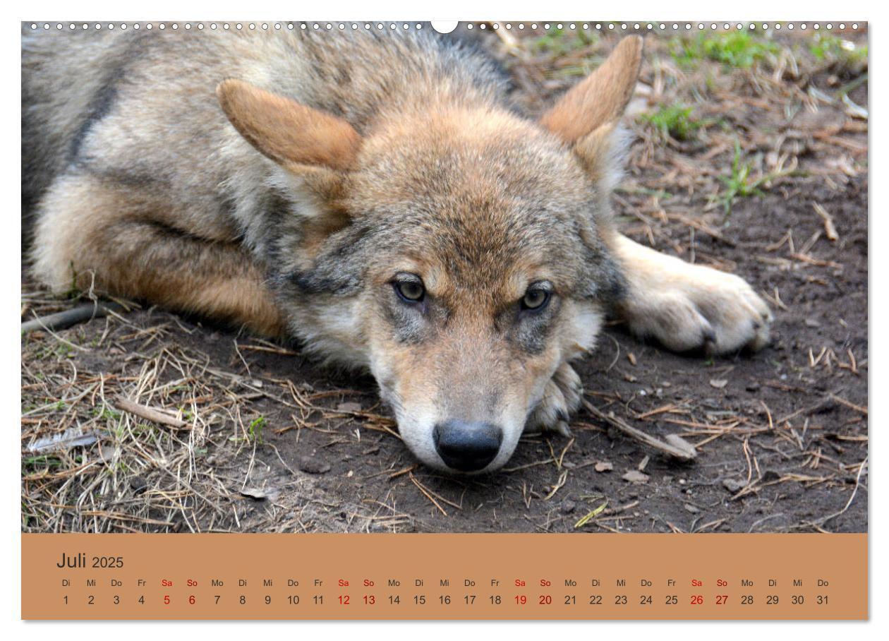 Bild: 9783435392995 | Begegnungen DER WOLF (Wandkalender 2025 DIN A2 quer), CALVENDO...