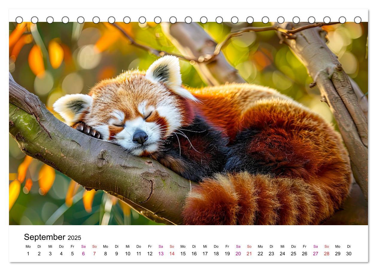 Bild: 9783457137208 | Der Rote Panda (Tischkalender 2025 DIN A5 quer), CALVENDO...