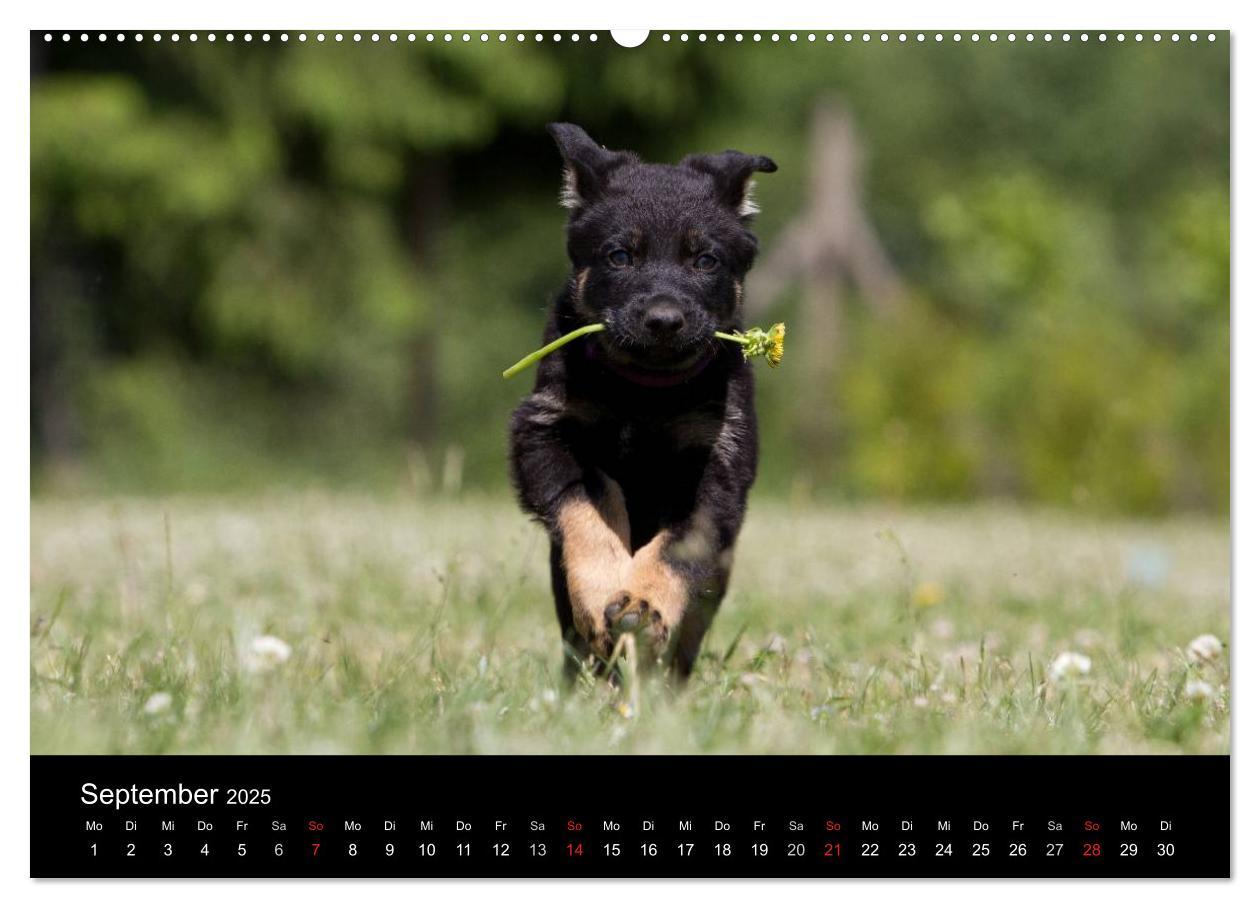 Bild: 9783435822652 | Hundewelpen (Wandkalender 2025 DIN A2 quer), CALVENDO Monatskalender