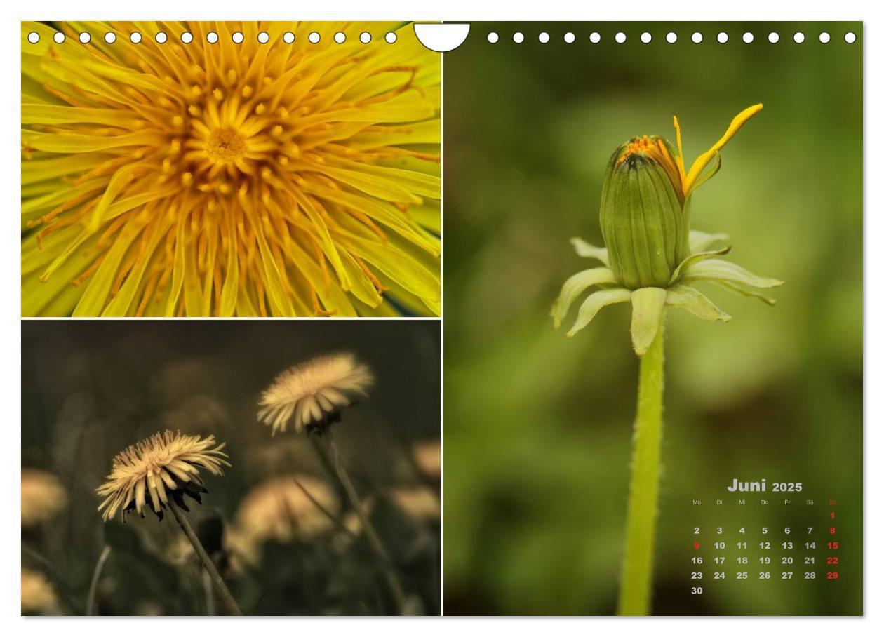 Bild: 9783435612406 | Blumenreise 2025 (Wandkalender 2025 DIN A4 quer), CALVENDO...