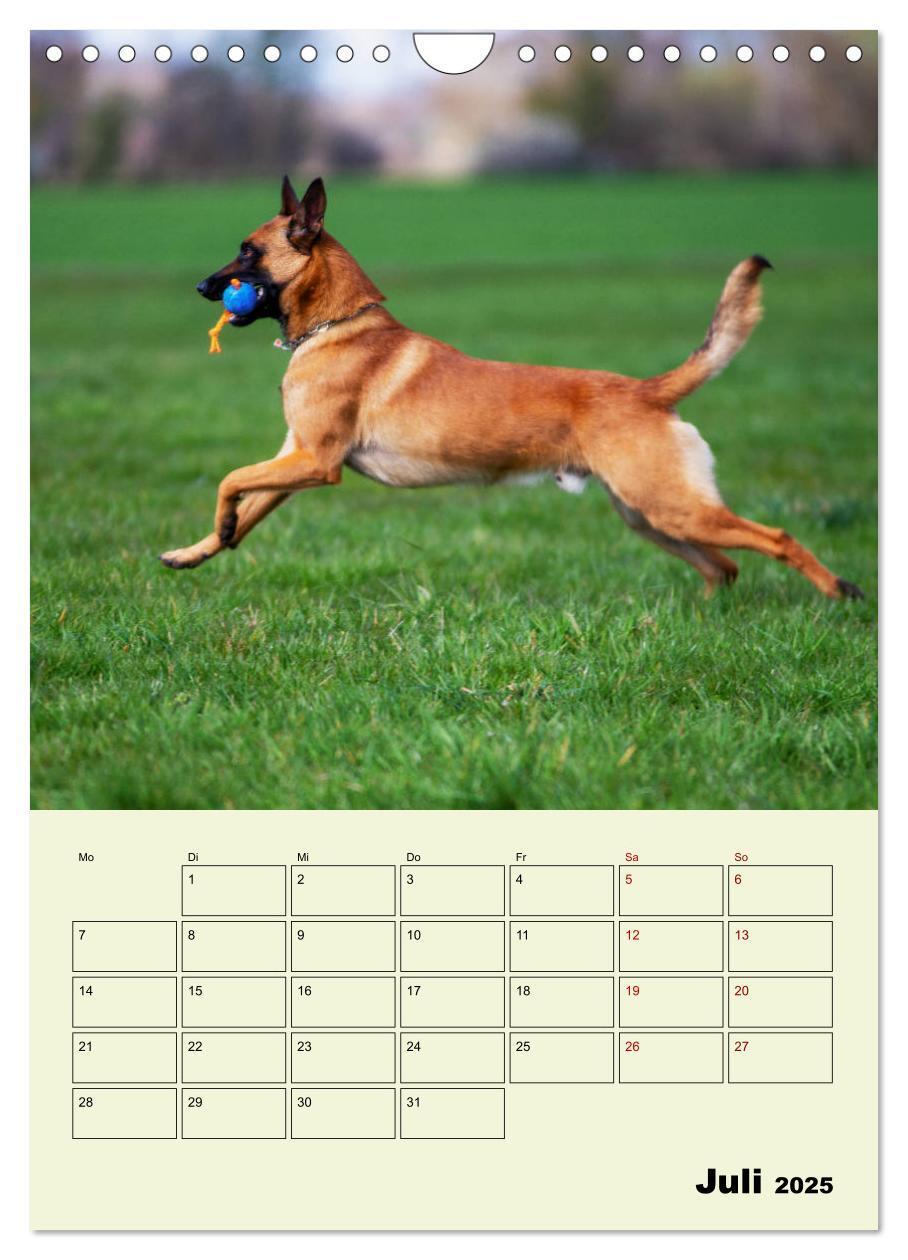 Bild: 9783435947447 | Malinois verlässliche Begleiter (Wandkalender 2025 DIN A4 hoch),...