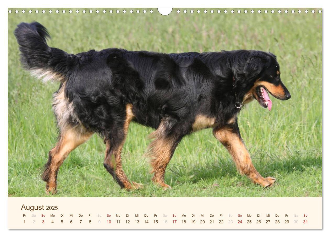 Bild: 9783435792573 | Hovawarte - einmal anders (Wandkalender 2025 DIN A3 quer), CALVENDO...