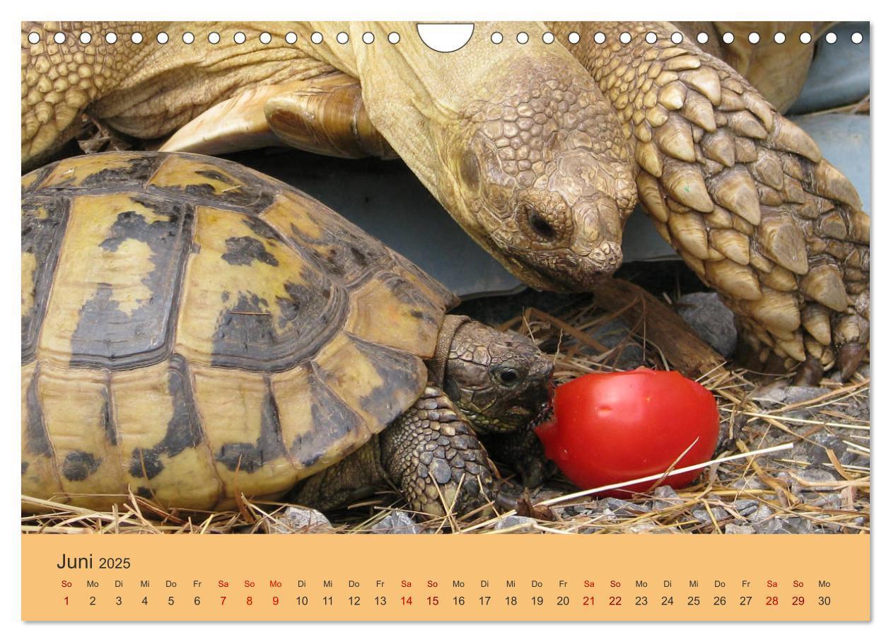 Bild: 9783435382927 | Landschildkröten (Wandkalender 2025 DIN A4 quer), CALVENDO...