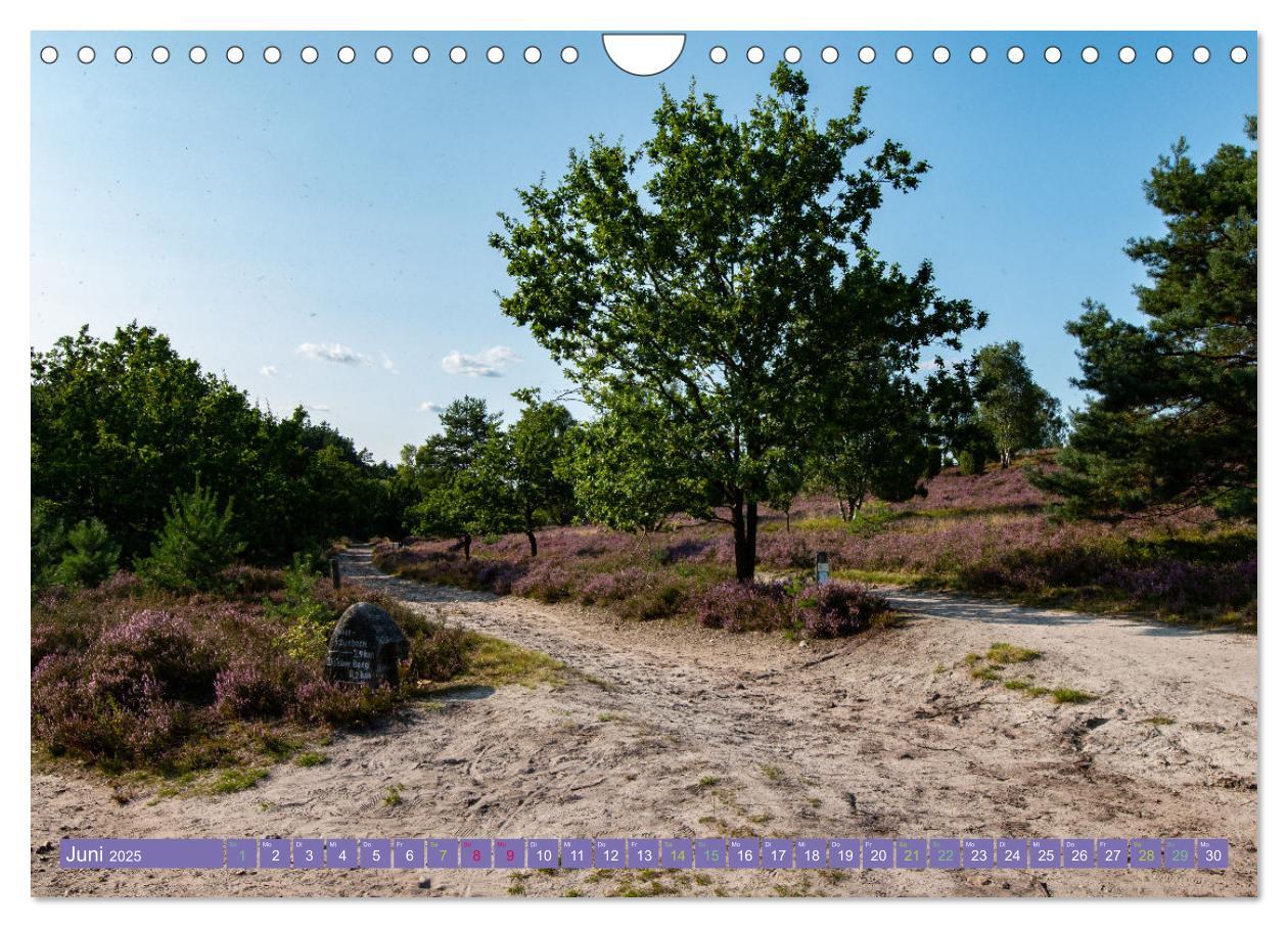 Bild: 9783383984419 | Die Farbenpracht der Lüneburger Heide (Wandkalender 2025 DIN A4...