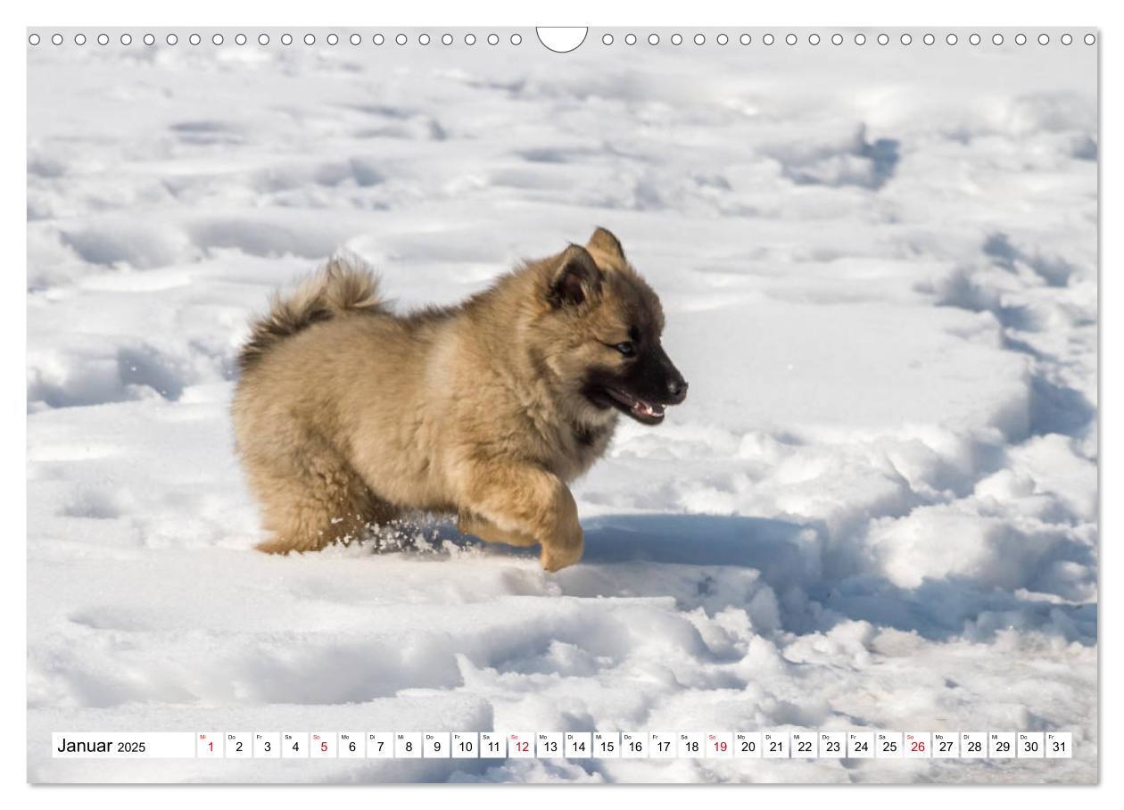 Bild: 9783435335367 | Eurasier, der Hund im Wolfspelz (Wandkalender 2025 DIN A3 quer),...