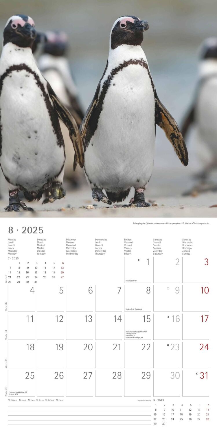 Bild: 4251732343101 | Pinguine 2025 - Broschürenkalender 30x30 cm (30x60 geöffnet) -...