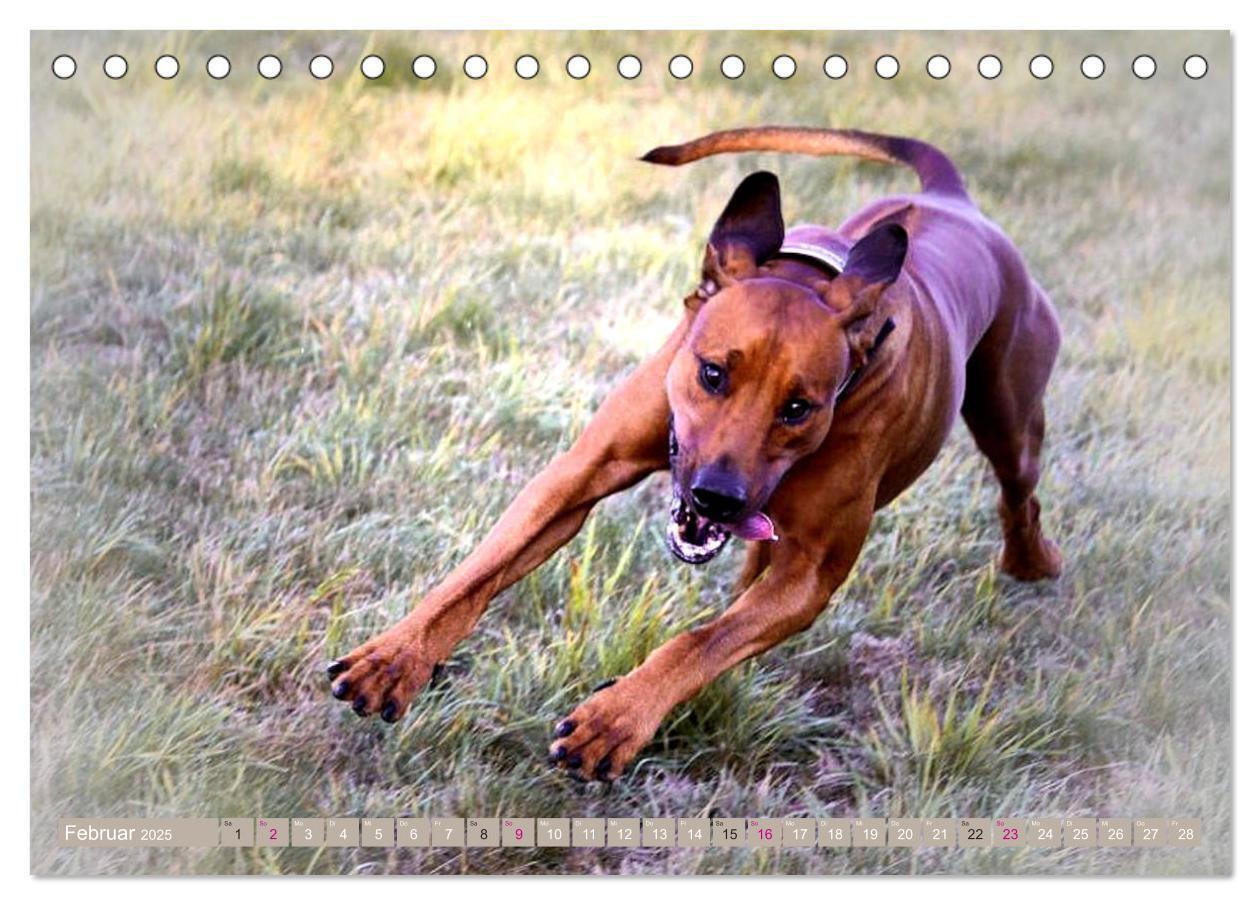 Bild: 9783435261123 | Rhodesian Ridgeback Augen-Blicke (Tischkalender 2025 DIN A5 quer),...