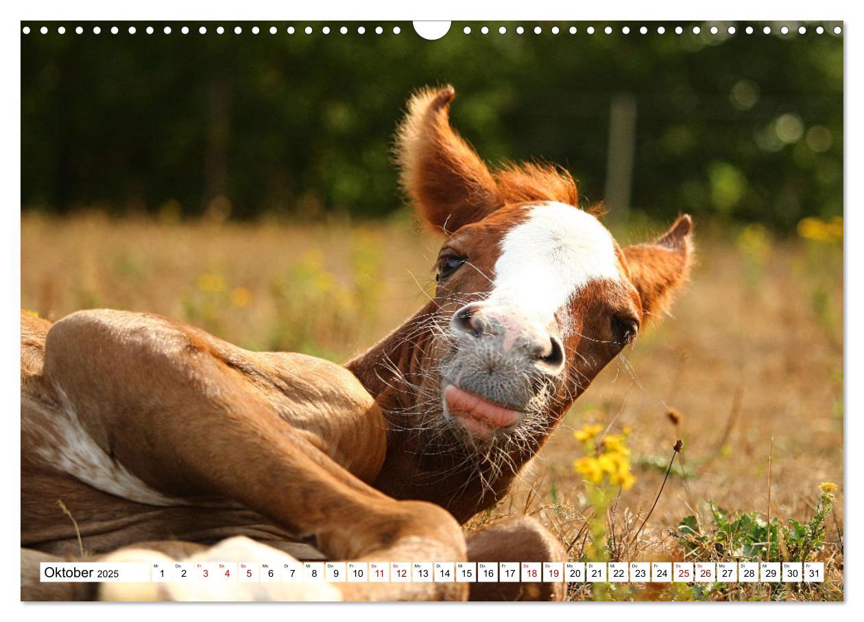 Bild: 9783435090259 | Fohlen - das Leben ist schön (Wandkalender 2025 DIN A3 quer),...