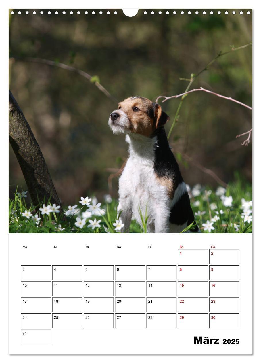 Bild: 9783435995592 | Tender Fellows - Parson Russell Terrier (Wandkalender 2025 DIN A3...