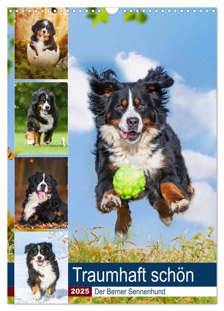 Cover: 9783435937974 | Traumhaft schön - Der Berner Sennenhund (Wandkalender 2025 DIN A3...