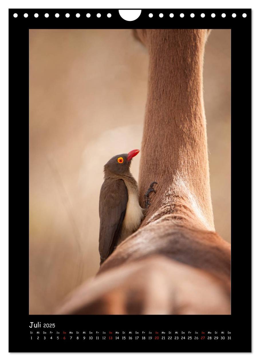 Bild: 9783457029428 | Südafrika und seine Tierwelt (Wandkalender 2025 DIN A4 hoch),...